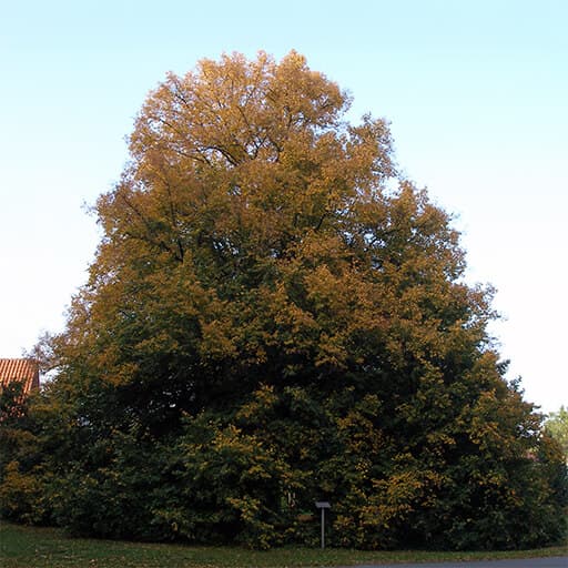 Winterlinde