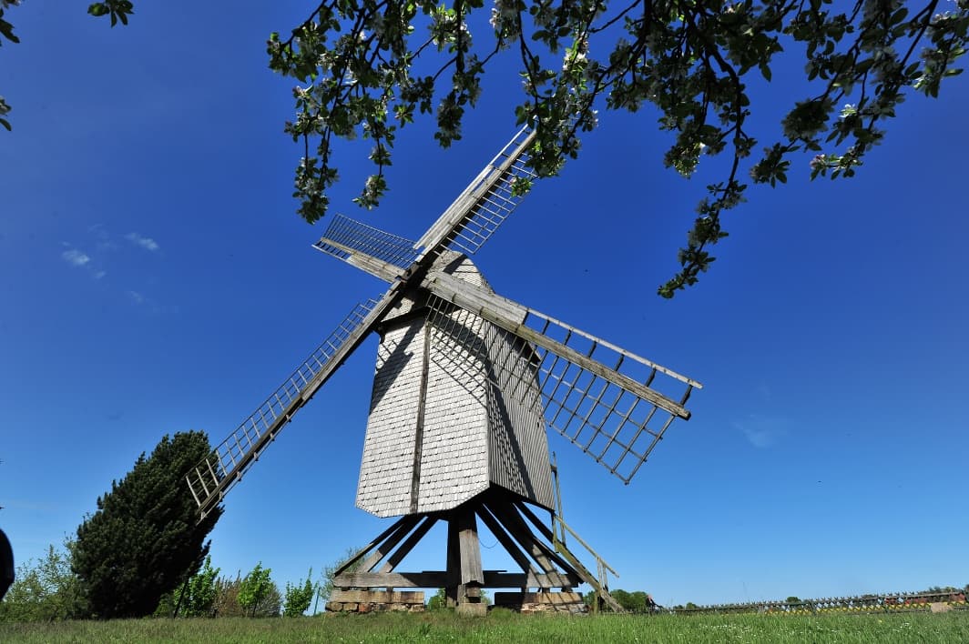 Bockwindmühle vor strahlend blauem Himmel, umgeben von Bäumen mit üppig blühenden Zweigen.