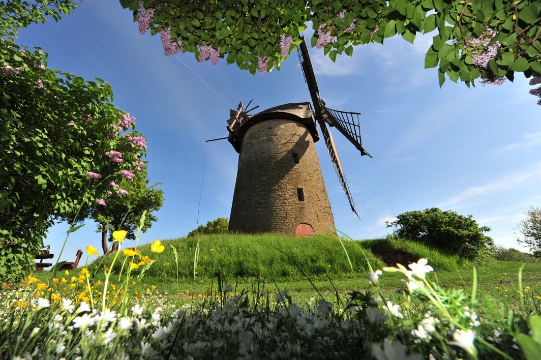 Historische Windmühle in grüner Landschaft, umgeben von blühenden Wiesenblumen und lilafarbenen Büschen.