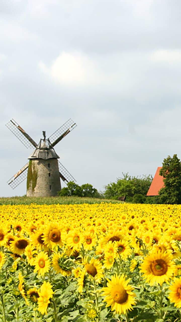 bg_seelenfeld-muehle